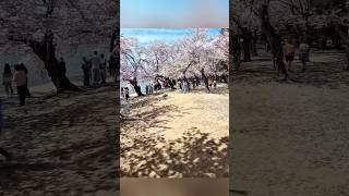 Cherry Blossom Cruise: DC in Full Bloom! #washingtondc #cherryblossom #springvibes