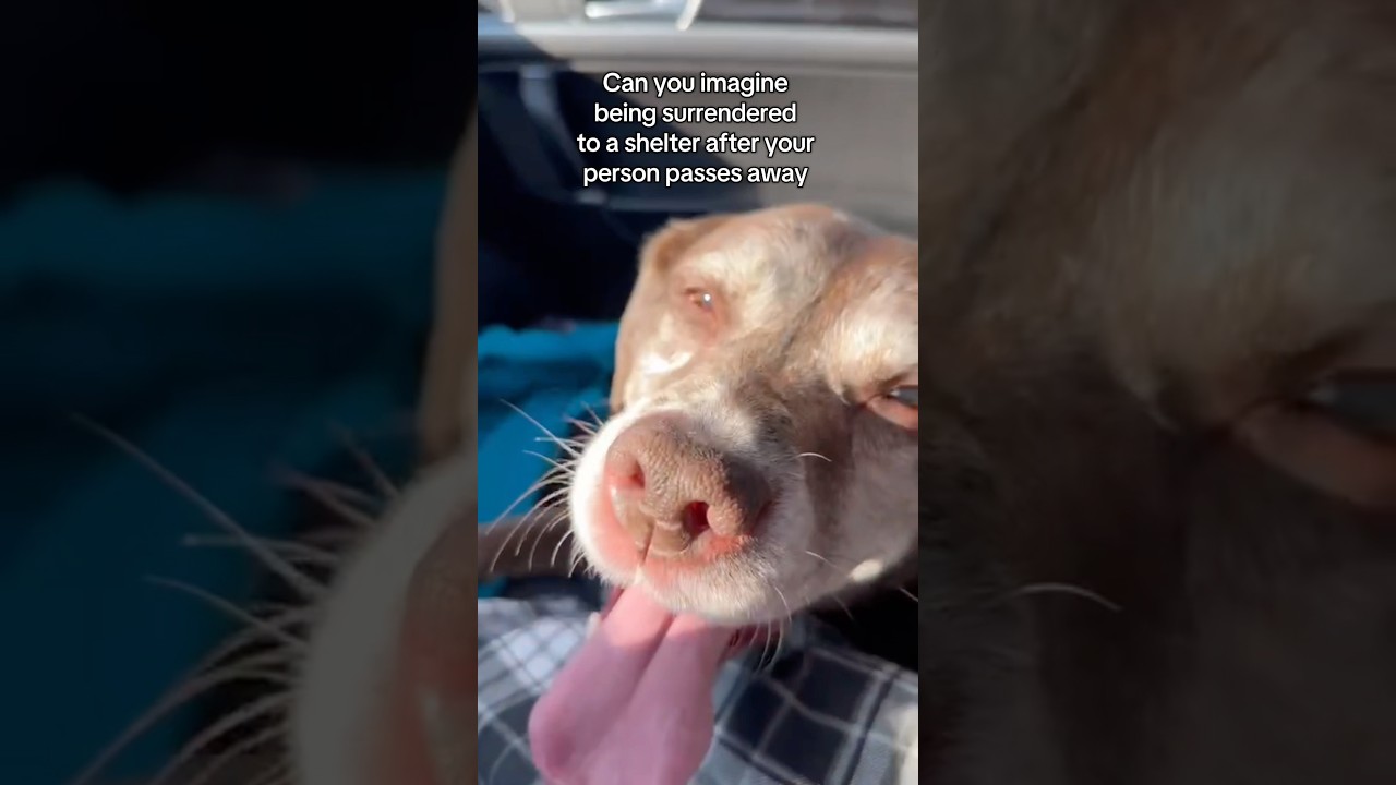 Enlarge Maple, an adoptable mixed breed in Huntley, IL video 6/6