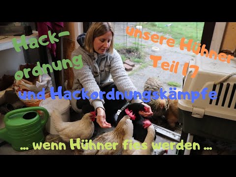 unsere Hühner Teil 17: Hackordnungskämpfe