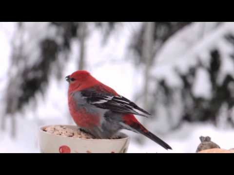 First Winter Visit-Adult Male Pine Grosbeak