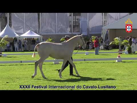 XXXII FIPSL - 210917 Modelos e Andamentos Classe I Poldras de 1 Ano