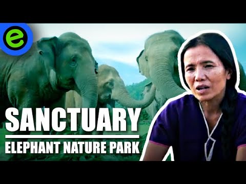 🐘 Sanctuary - Elephant Nature Park (2022) | Documentary
