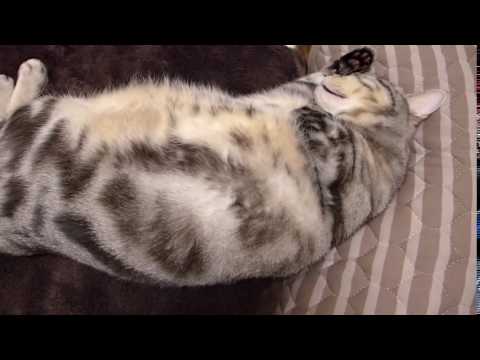 Kelvin Koslow,  a cat who sleeps with a pillow as usual clip16