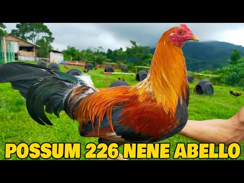 Nene Abello Possum 226 Sweater Bloodlines - Double-R Farm Rodel Pangandian