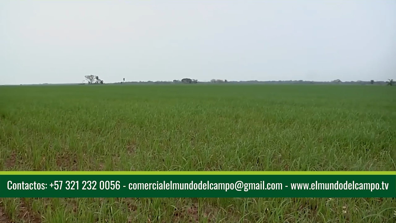 02 MAR  CAP 2   CADENA AGROINDUSTRIAL DEL ARROZ COSECHAR   CASANARE