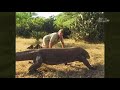 The Crocodile Hunter Best Of Steve Irwin Steve And The Dragon