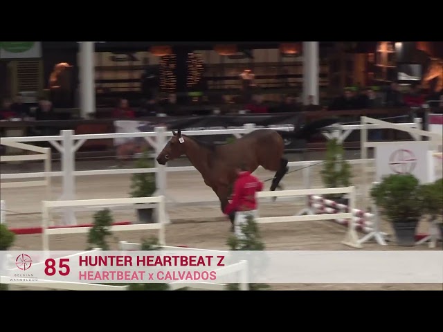 HUNTER HEARTBEAT Z