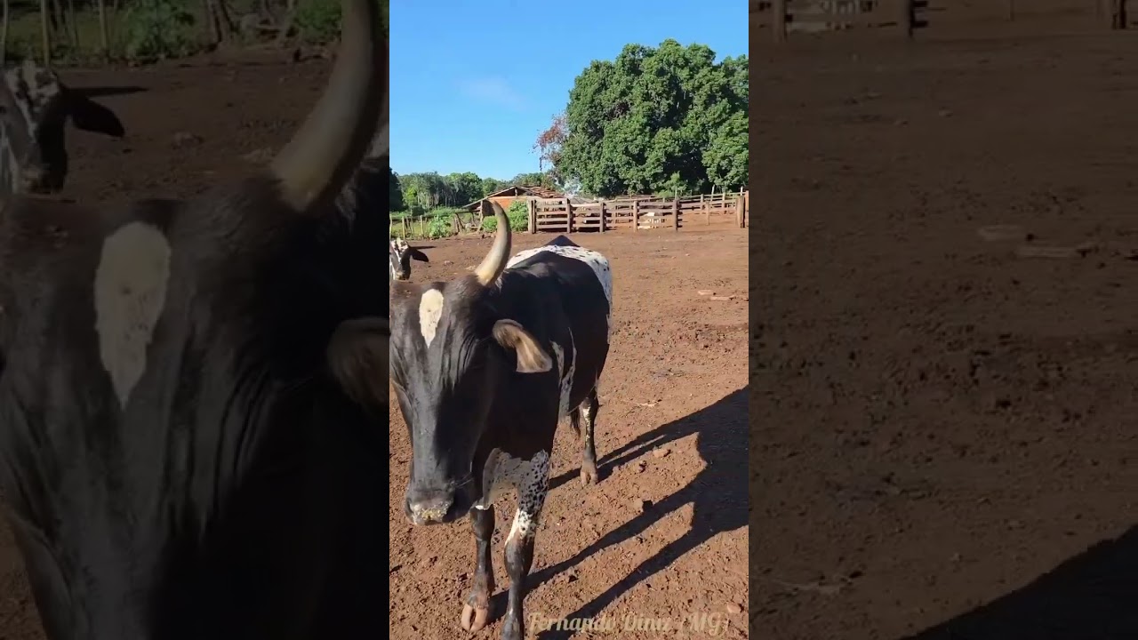 nem tudo são flores