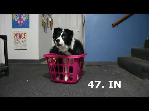 100 Dog Tricks by Luna