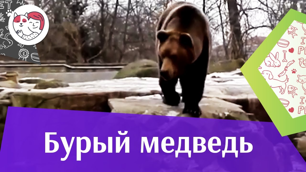Бурый медведь Поиск берлоги на ilikepet