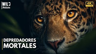 Amazonía Salvaje - La Selva que Esconde Depredadores Mortales | Documental Completo