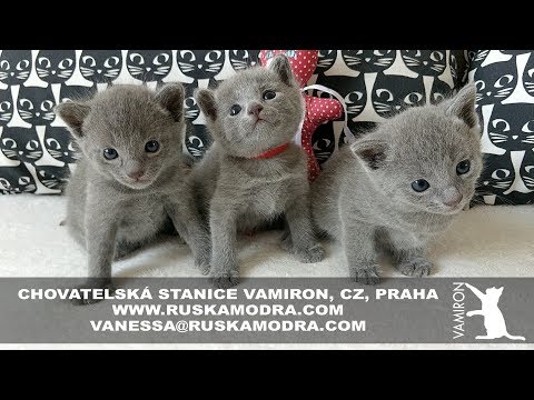 14 WEEKS OF LIFE IN OUR BREEDING STATION RUSSIAN BLUE CATTERY VAMIRON, CZ - LITTER C - 4:53