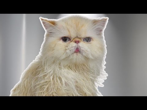 You Won't BELIEVE How Calm This Hilarious Persian Cat Is During Grooming
