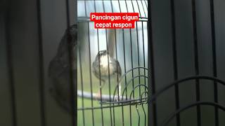Download lagu Pancingan cigun cepat respon #shortfeed #shortsfeed #shorts #cigunngebren #cigungacor #kicaumania mp3
