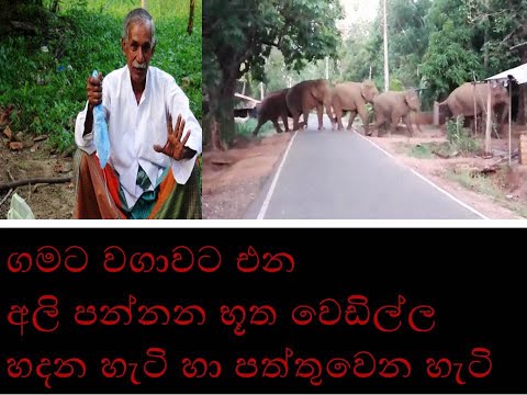 bhutha wedilla ගමට වගාවට එන අලි පන්නන භූත වෙඩිල්ල හදන හැටි හා පත්තුවෙන හැටි