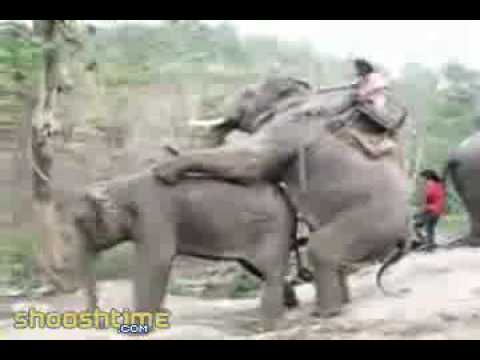 brunaabatti’s Video 11271725960 zmAVXYR4mg8