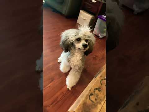 you should probaly run… #cutedogs #shorts #megan