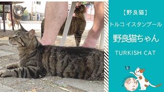 フーレセラピーに身を委ねる猫 | トルコ イスタンブール在住 野良猫ちゃん | Trukish Cat