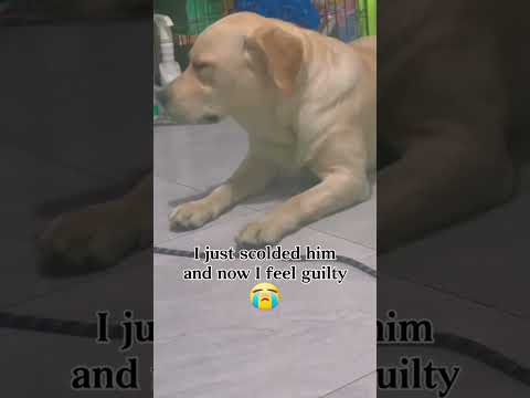 Funny and cute dogs compilation#funnydogs#cute#doglover#doglife#cure#dogshorts#pet#doglife#dogshorts