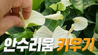 안수리움 키우기 