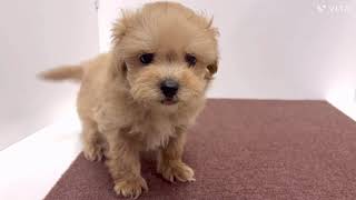 ハーフ犬の動画01