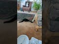Luigi tries to sweep himself under the rug...