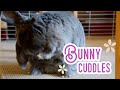 Bunny Cuddles With Daddy