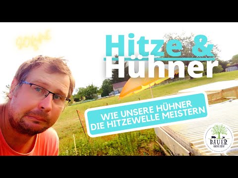 Hühnerhaltung für Anfänger - Hitzewelle im Garten 🌞