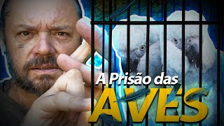 Miniatura do vídeo
