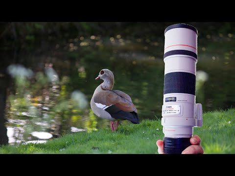 Canon 300mm f4 my new favourite lens