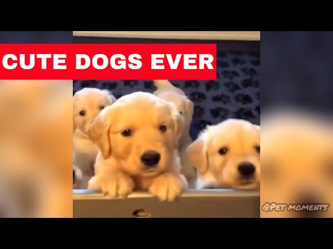 Cute Dogs Compilation (2019) #1 | Best of Funny Dog Video Ever
