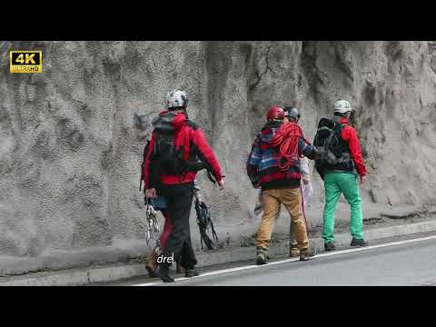 A harp seal was attacked by a swarm of mosquitoes and was heroically rescued