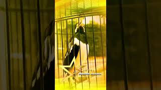 Download lagu JALAK SUREN COCOK UNTUK DEMPETAN MURAI BATU #masteranburung #kicaumania #burung mp3 Download lagu JALAK SUREN COCOK UNTUK DEMPETAN MURAI BATU #masteranburung #kicaumania #burung mp3