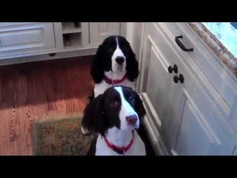 These dogs will dance for their food