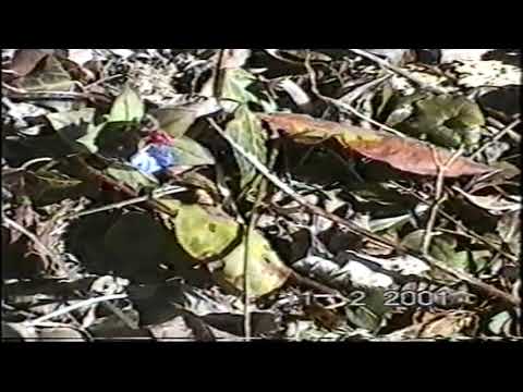 11 02 2001-Frühlingserwachen -