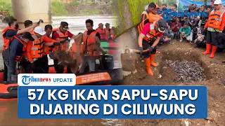 Sisir 200 Meter Kali Ciliwung, Petugas Gabungan Berhasil Jaring 57 Kilogram Ikan Sapu-sapu