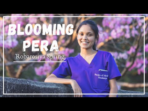 Blooming Pera (Robarosia spring) || Faculty Of Medicine || University Of Peradeniya