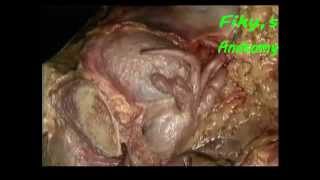 fiky anatomy pelvis and perineum 2015