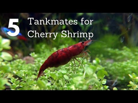 download lagu mp3 mp4 Fish With Shrimp, download lagu Fish With Shrimp gratis, unduh video klip Fish With Shrimp