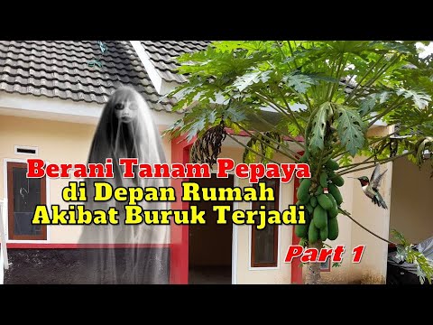 Selain Rezeki Seret, 5 Akibat Buruk Tanam Pohon Pepaya di Depan Rumah (Part 1)