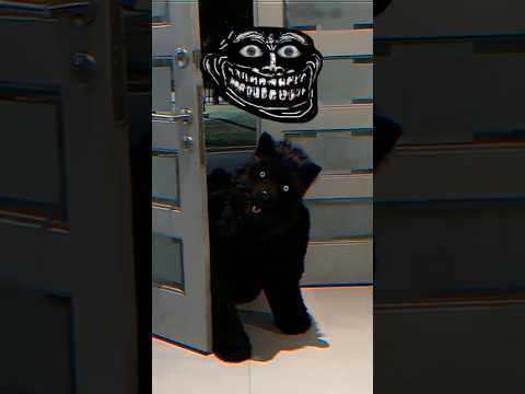 Mi Abuela 👵🏻 Vs Mis Perros 🐕 #shorts