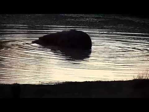 Djuma: Hippo arrives at the dam - 05:28 - 09/24/21