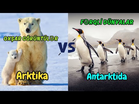 Arktika və Antarktida: Buzlarla örtülmüş iki fərqli dünya