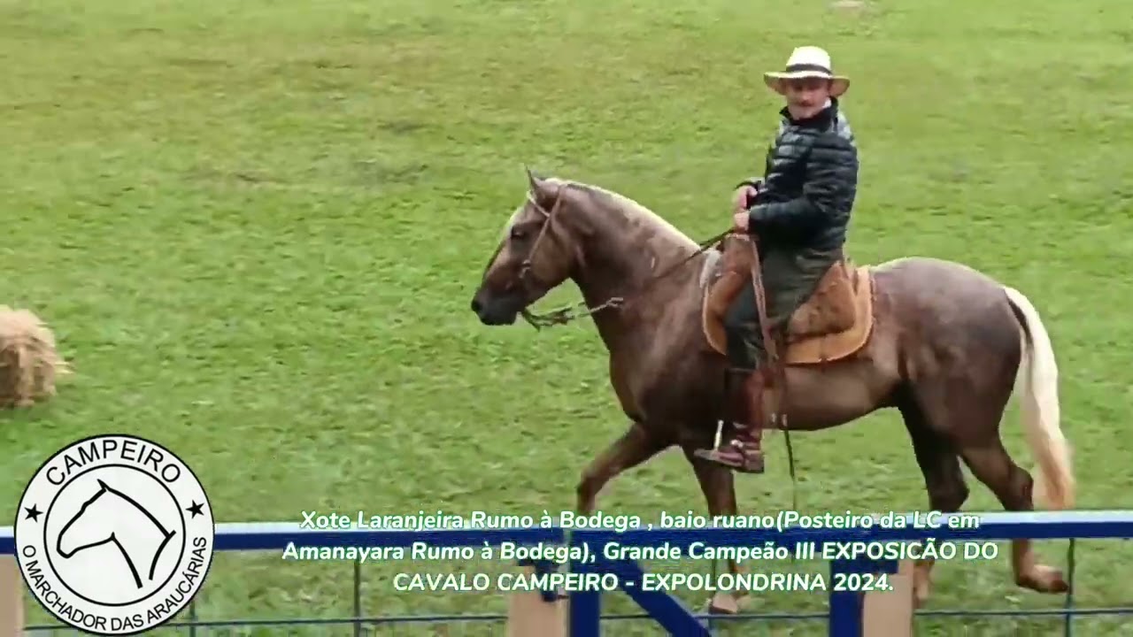 CAVALO CAMPEIRO - XOTE LARANJEIRA RUMO À BODEGA GRANDE CAMPEÃO  MARCHA E  MORFOLOGIA - LONDRINA 2024
