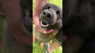Video preview image #1 German Shepherd Dog Puppy For Sale in North Royalton, OH, USA