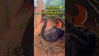 Download lagu This Swan Wants To Show Something Beautiful 🦢 mp3