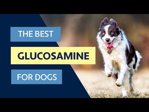 The Best Glucosamine For Dogs
