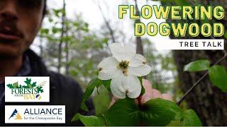 Tree Talk: Flowering Dogwood