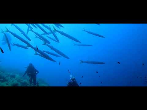 Dive at scoglio del medico, Ustica