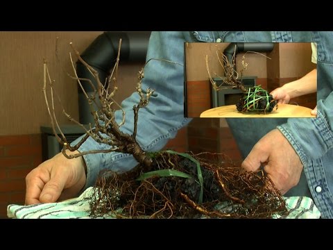 Bonsai Wilder Wein, on the rock 2